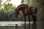Bavarian warmblood in the water