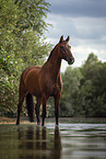Bavarian warmblood in the water