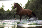 Bavarian warmblood in the water