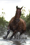 Bavarian warmblood in the water
