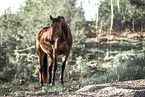 Bavarian Warmblood