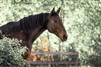 Bavarian Warmblood