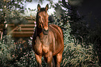 Bavarian Warmblood