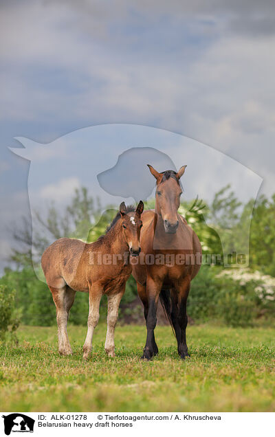 Belarusian heavy draft horses / ALK-01278