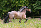 trotting Belgian Cold blood