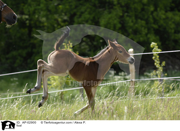 foal / AP-02900