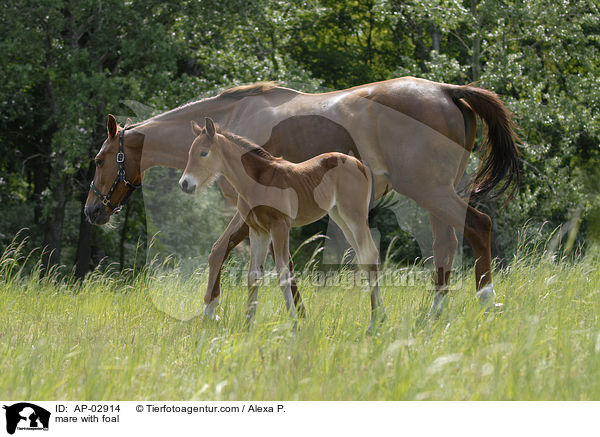 mare with foal / AP-02914
