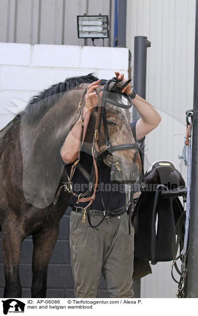 man and belgian warmblood / AP-06086