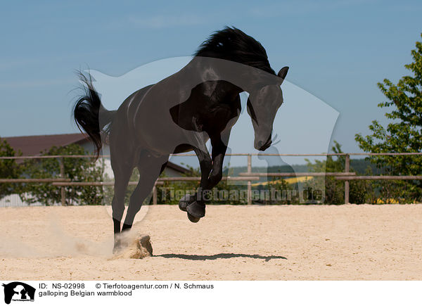 galoppierendes elgisches Warmblut / galloping Belgian warmblood / NS-02998