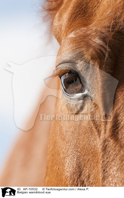 Belgian warmblood eye / AP-10532