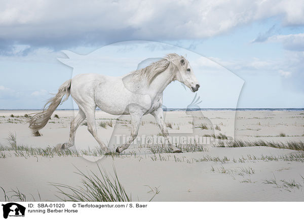 running Berber Horse / SBA-01020