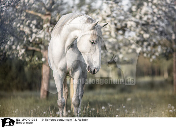 Berber mare / JRO-01338