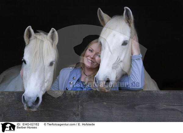 Berber / Berber Horses / EHO-02162