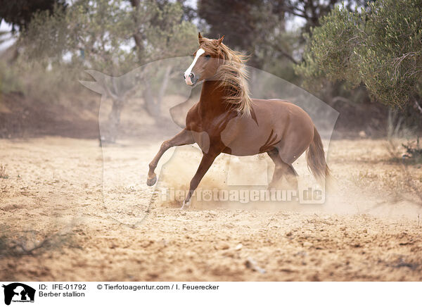Berber Hengst / Berber stallion / IFE-01792