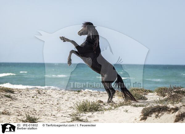 Berber Hengst / Berber stallion / IFE-01802