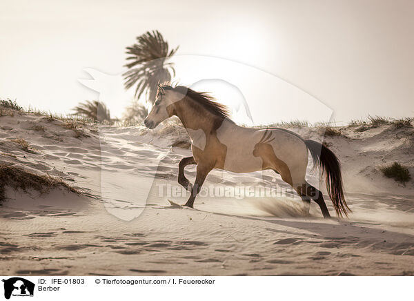 Berber / Berber / IFE-01803