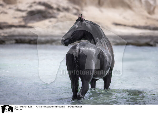 Berber / Berber / IFE-01828