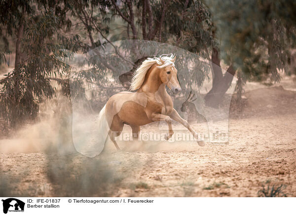 Berber Hengst / Berber stallion / IFE-01837
