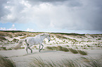 running Berber Horse
