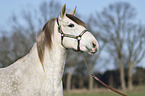 Berber Horse portrait