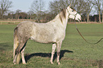 standing Berber Horse