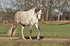 walking Berber Horse