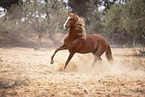 Berber stallion