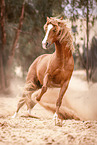 Berber stallion