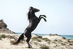 Berber stallion