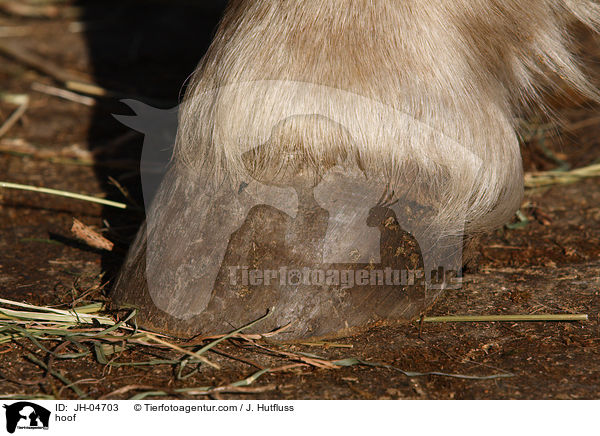 hoof / JH-04703