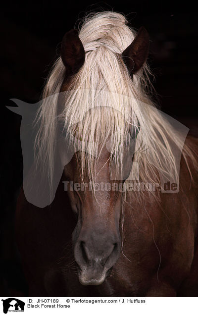 Black Forest Horse / JH-07189