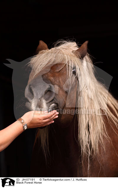 Black Forest Horse / JH-07191