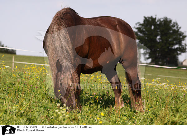Schwarzwlder Kaltblut / Black Forest Horse / JH-07203