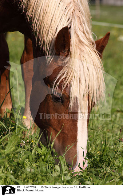 Black Forest Horse / JH-07204