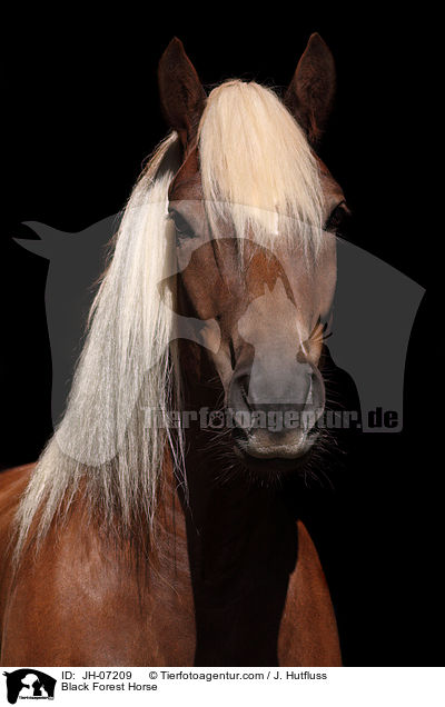 Black Forest Horse / JH-07209