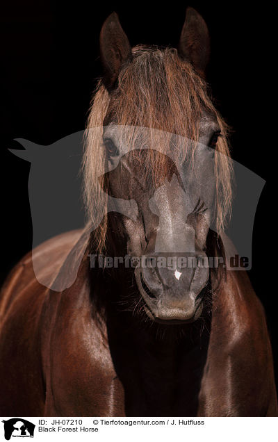 Black Forest Horse / JH-07210