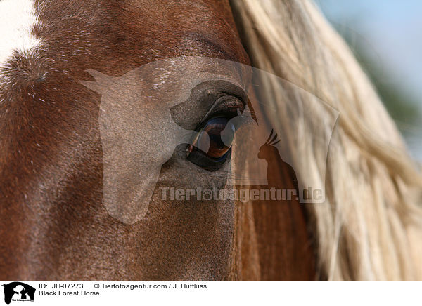 Schwarzwlder Kaltblut / Black Forest Horse / JH-07273