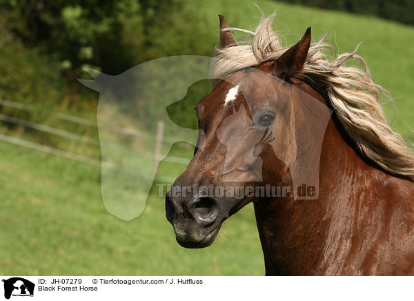 Black Forest Horse / JH-07279