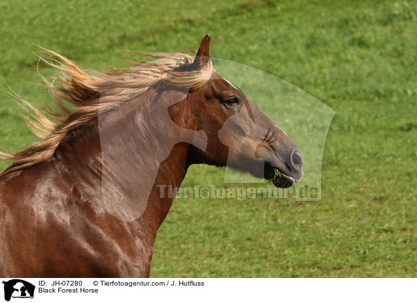 Black Forest Horse / JH-07280