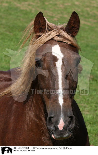 Schwarzwlder Kaltblut / Black Forest Horse / JH-07284