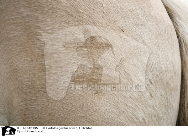 Fjord Horse brand / RR-13135