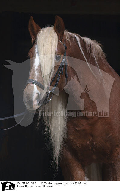 Schwarzwlder Fuchs / Black Forest horse Portrait / TM-01332