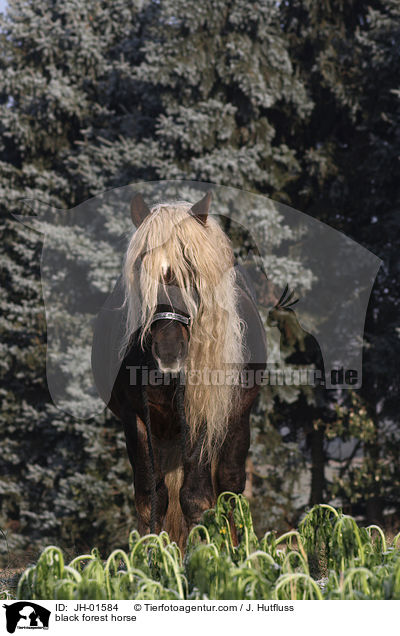 Schwarzwlder Kaltblut / black forest horse / JH-01584