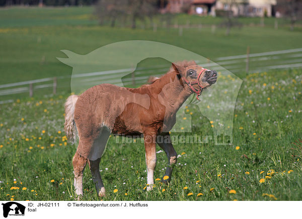 Schwarzwlder Fuchs Fohlen / foal / JH-02111