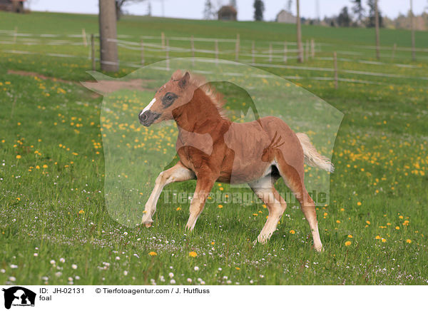 Schwarzwlder Fuchs Fohlen / foal / JH-02131