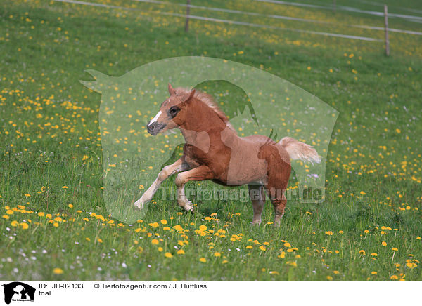 foal / JH-02133