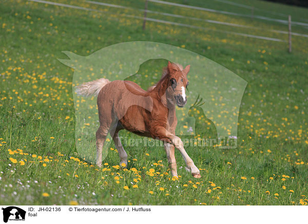 foal / JH-02136