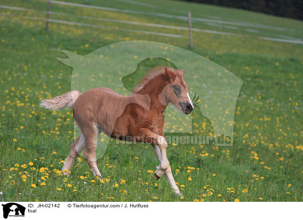 Schwarzwlder Fuchs Fohlen / foal / JH-02142