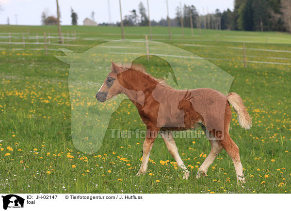 Schwarzwlder Fuchs Fohlen / foal / JH-02147