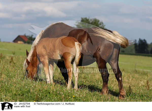 Stute mit Fohlen / mare with foal / JH-02794